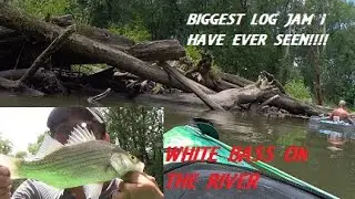 White Bass and Log Jam Limbo on the Mahoning River South of Berlin Lake Adventures with Uncle Will!