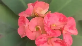 Euphorbia milii ||  crown-of-thorns|| Christ plant|| Christ's thorn||