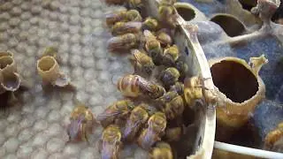 Ritual de postura da Abelha Sem Ferrão (ASF) Uruçú amarela (Melipona mondury)