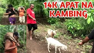 PAG BILI NG KAMBING NG TEAM KABELLY SA BUNDOK / UPDATE SA BAHAY NI KABELLY TRES