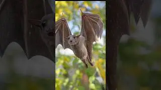 Bats | fact# 82 🦇 #shorts #facts #viral