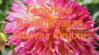 Георгина бахромчатая Мертлз Фолли (dahlia) 🌿 обзор: как сажать, луковицы георгины Мертлз Фолли