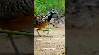 Amazing Bird Trap Work 100%