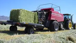 Jared's Prosper 3 Grain Forage Blend Crop
