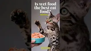 best cat food | Is wet food the best cat food #cat @AAHAVets