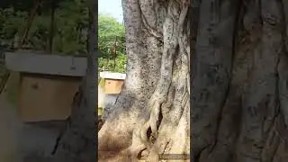 PANCHAKKI | AURANGABAD MAHARASHTRA | YS NET TV | YS NET TV 1