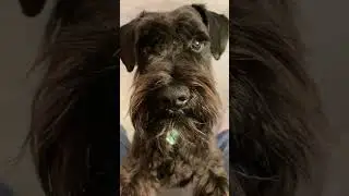 Сердельки, курочка, ковбаска🍖🍗🥩#coolvideos #nicedog #fun #funny #bestdogsintheworld