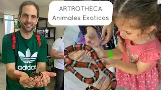Animales Exoticos en Lima - Artrotheca (Lima, Peru)
