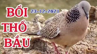 Clip 165 - Bẩy Chim Cu Gáy Sóc Trăng ( Thành ) Bổi Thổ Bầu 23/12/2021