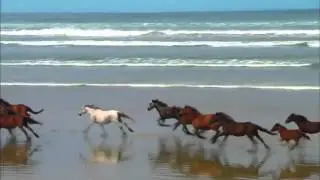 La naturaleza animal caballos salvajes