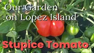Stupice Tomato in our Lopez Island Garden