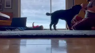Teach a Dog to Rollover in 60 Seconds