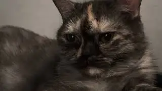 Shadow cat 🐈&zwj;⬛ 
