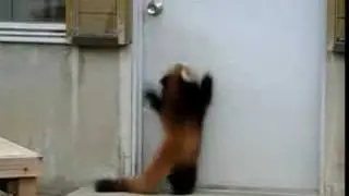 Jumping Red Panda