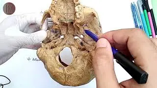 Norma Basalis (Part 1/2) | Exterior of Skull | Doctor Z