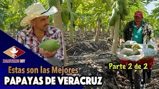 EXPERTO REVELA SUS SECRETOS para las mejores papayas