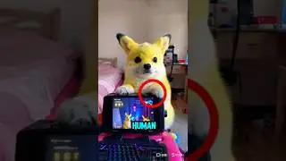 Real Life PIKACHU! 😨💛