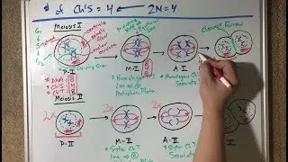 Meiosis Diagrams Drawing Demo - Virtual Lab