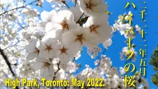 Cherry Blossoms in High Park : May 8, 2022.