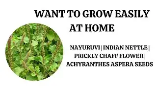 Want To Grow Easily At Home  Nayuruvi | Indian Nettle | Prickly Chaff Flower | Achyranthes Aspera