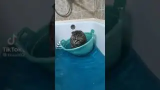 кот в лодке🤣🤣🤣🤣