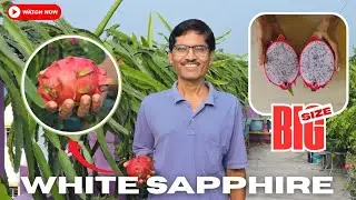 White Sapphire Dragon Fruit Taste Review || Big Size || Beauty of Nature || Nilkamal Das