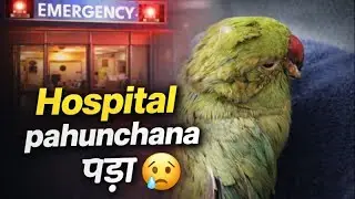 Emergency Hospital Visit for Parrot Najo