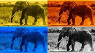 FUNNY ELEPHANTS. COFFIN DANCE. EXE 4 COLORS 4 MUSIC