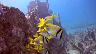 Diving the Benwood Wreck - FLORIDA KEYS