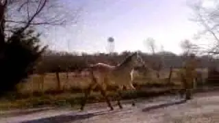 Single footing 4 MO. OLD Buckskin colt