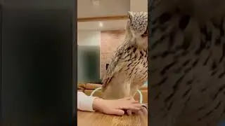Funny Owl #viral #funny #shorts #animals
