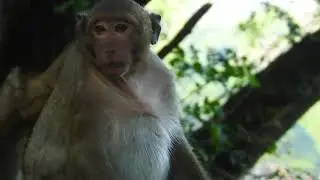 Sweet pea very afraid and hungry after escape from Amber group / Monkey post