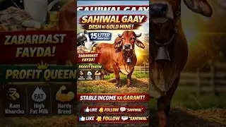 Sahiwal Gaay = Desh Ki Gold Mine 💰🐄 #shorts #youtubeshorts