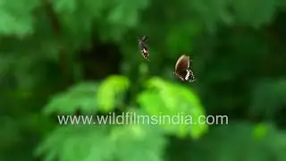 Indian Common Mormon or Papilio polytes romulus fleeting in courtship ritual, in slow motion