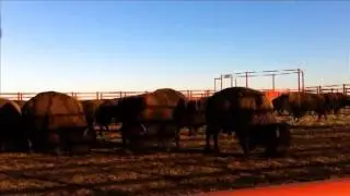 Pulling Bison Tails Out on the Range