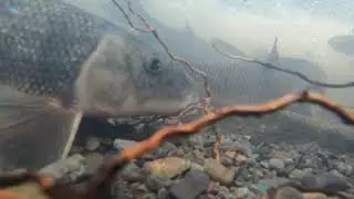 White Sucker Spawning Congregation