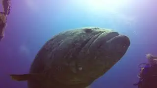 Dive2