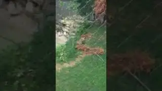 The most stealth big cat ever!!🐆
