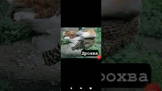 всі Дрімлюгоподібні України!