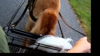 Breeching (Dog Sulky Drive 2015 09 05 c)