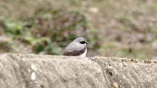 Male Wheatear - Brighton, March 2020