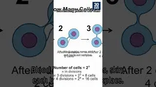 The Amazing World of Our Cells