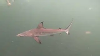 Snorkeling in the Galapagos Islands: Sharks from Tortuga Bay, Los Tuneles, and Bartolome!