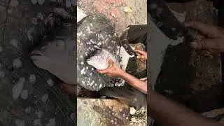 The SHOCKING Truth About Cutting BIG Tilapia Fish at the Market