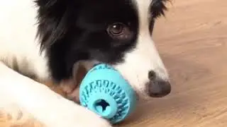 Dog leaking food ball bite resistant toy