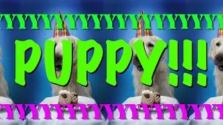 HAPPY BIRTHDAY PUPPY! - EPIC Happy Birthday Song