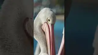 Majestic Pelicans in Action | Graceful Birds of the Wild 🦩 । 4k Ultra HD Video #birds #natural