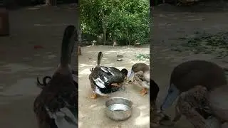Aggressive Duck successfully Mating Video
