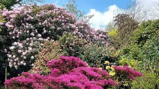 A stroll through the Lost Gardens of Heligan (use headphones!)