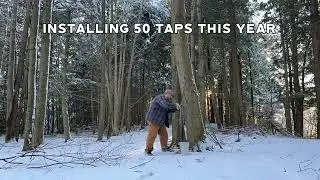 Tapping Maple Trees at the New House!